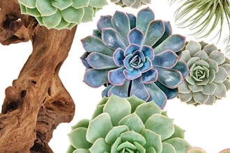 Driftwood and Succulents